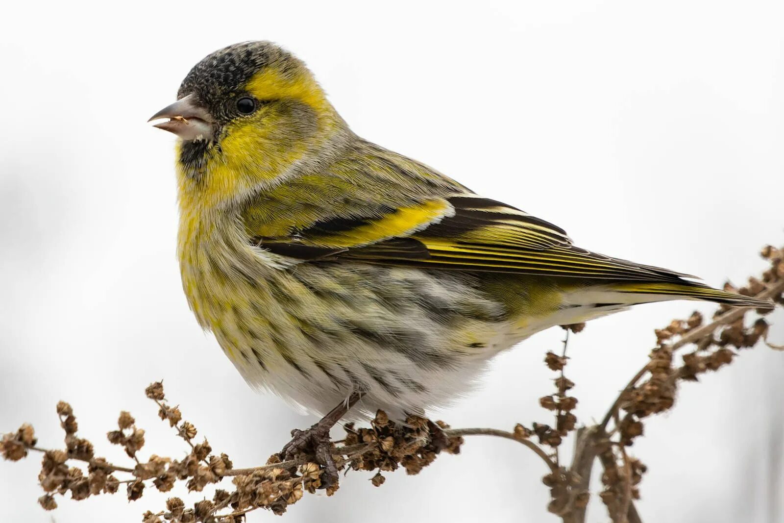 Чиж птица года конкурс. Spinus Spinus Чиж. Чиж птица. Spinus Spinus птицы. Eurasian Siskin.