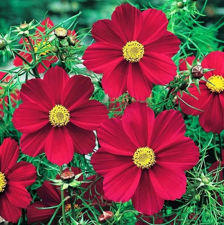 Red plant. Космея atrosanguineus. Космея Версаль ред. Cosmos atrosanguineus. Космея Яхонт красный.