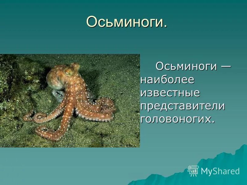 беспозвоночные. осьминог 7. осьминог дофлейна. осьминог характеристика.