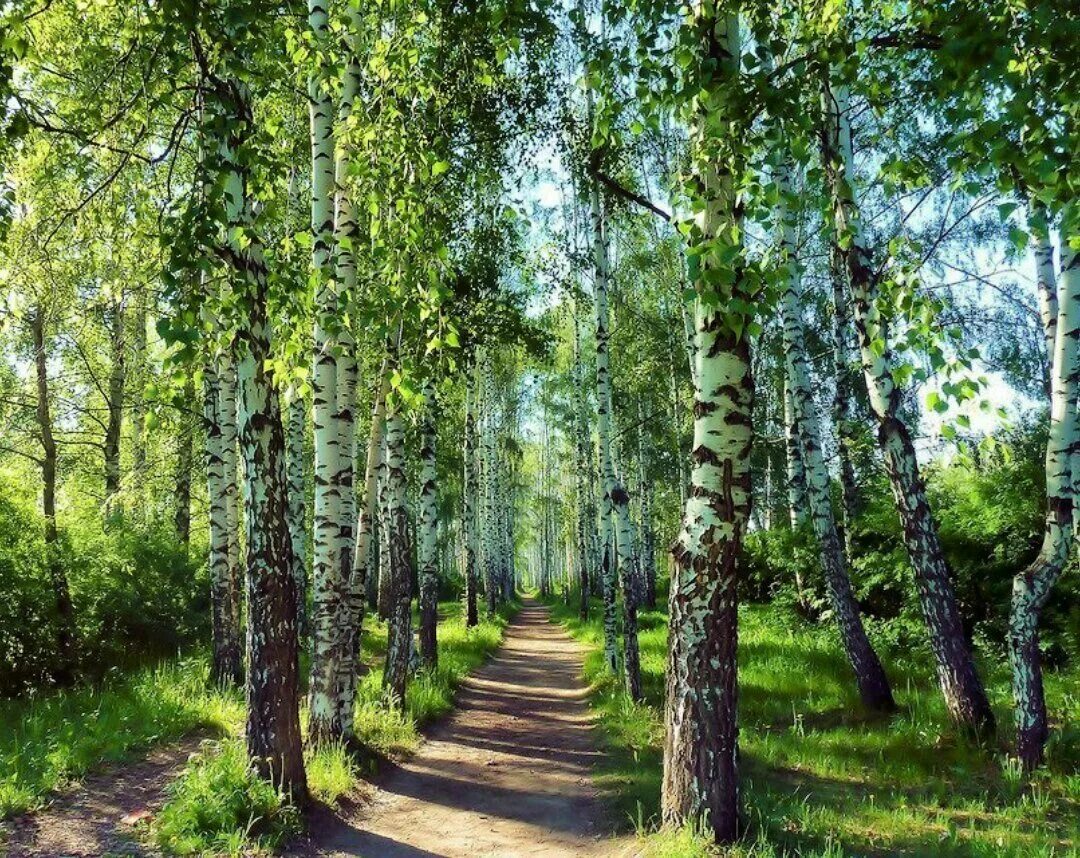 Молодая береза в лесу. Молодая береза в лесу. Красивая береза. Birch tree в россии. Старая береза.