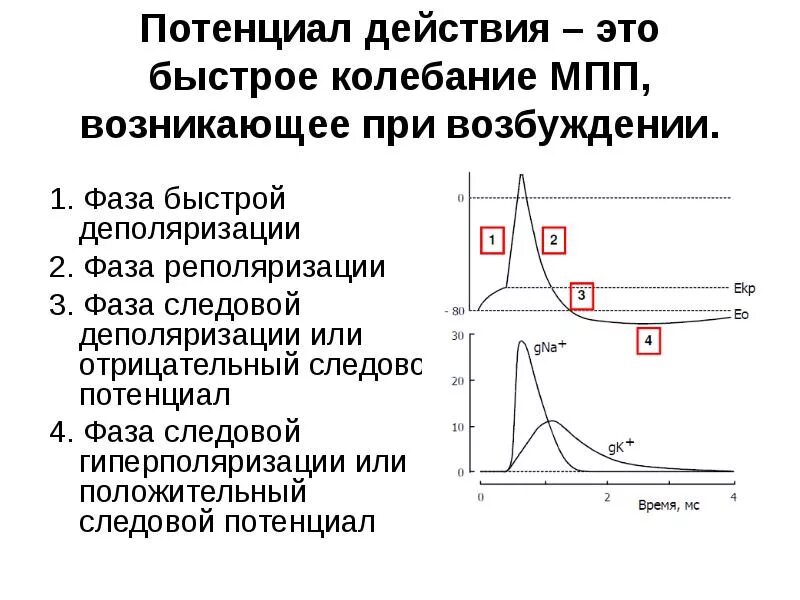 Потенциал действия физиология это. Стадии потенциала действия физиология. Деполяризация мембраны это в физиологии. Фаза деполяризации потенциала действия обусловлена. Какие фазы потенциала действия.