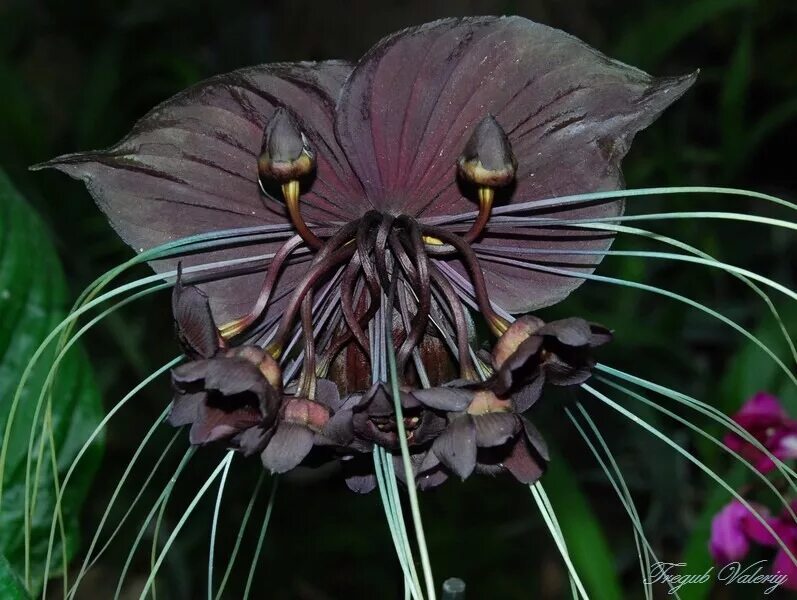 Такка Шантрье цветок. Черная Орхидея Такка. Орхидея Такка. Орхидея Такка Шантрье. Цветок вдовы