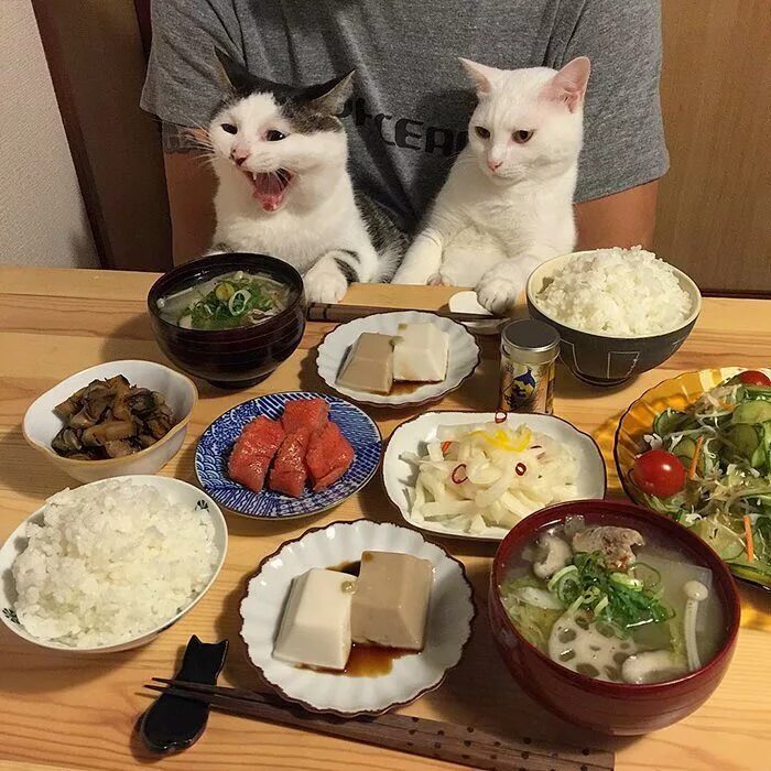 Еда домашним животным. Кошка да. еда для домашних животных. котик с едой. еда для котов.