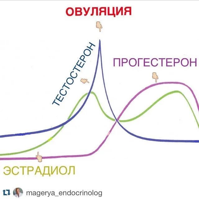 Уровень эстрадиола у мужчин. Тестостерон цикличность. Цикл эстрогена и прогестерона. Эстроген и прогестерон. Эстрадиол цикл.