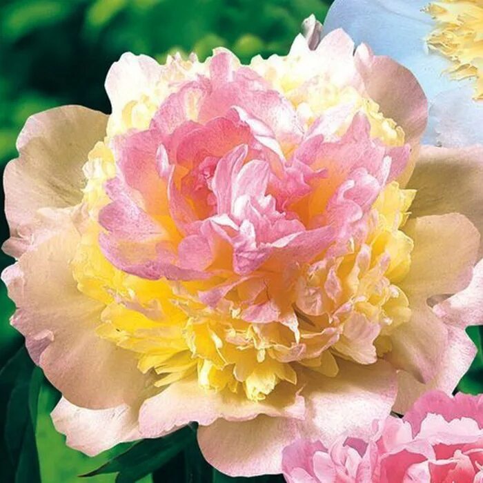 Пион распберри сандей paeonia raspberry sundae. Пион raspberry sundae. Raspberry sundae. Raspberry sundae. Raspberry sundae.