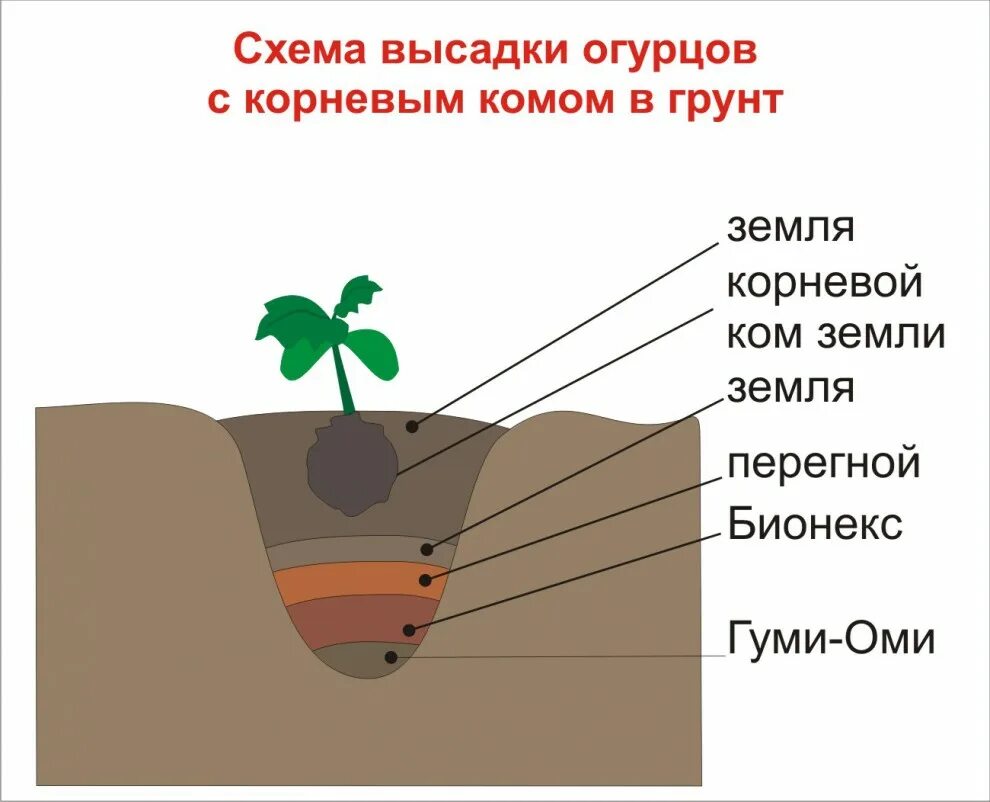 Посадить рассаду огурца в грунт. Огурцы схема посадки в открытый грунт семенами. Схема посадки огурцов в грунт рассадой. Схема высадки огурцов в грунт. Схема высадки огурца в открытый грунт.