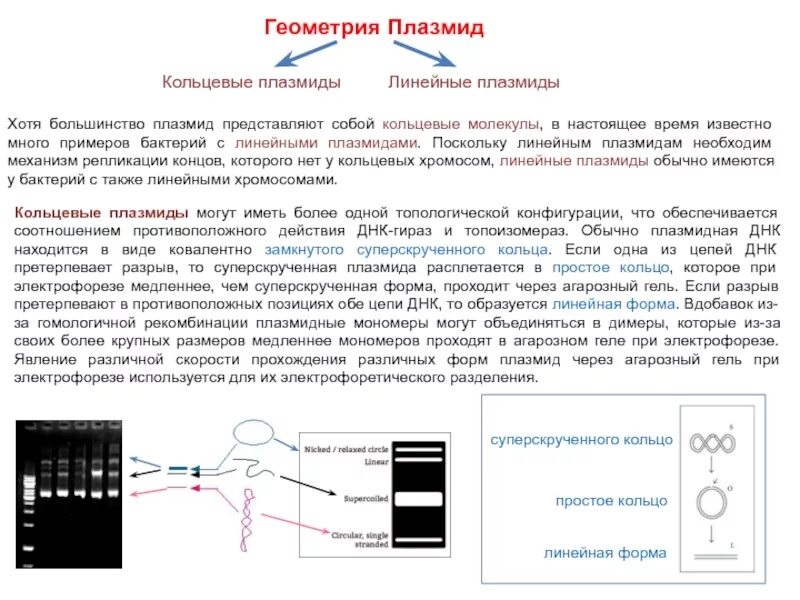 Кольцевая днк плазмиды. Плазмида электрофорез. Плазмида на гель электрофорезе. Электрофорез ДНК В агарозном геле. Электрофорез плазмидной ДНК.