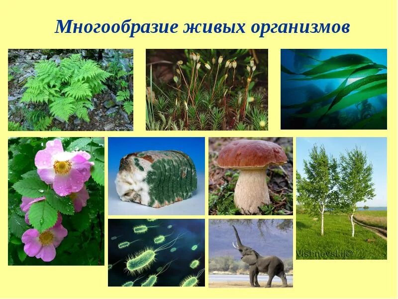 Многообразие живых организмов. Живые организмы. Многообразие живой природы. Многообразие живых организ.