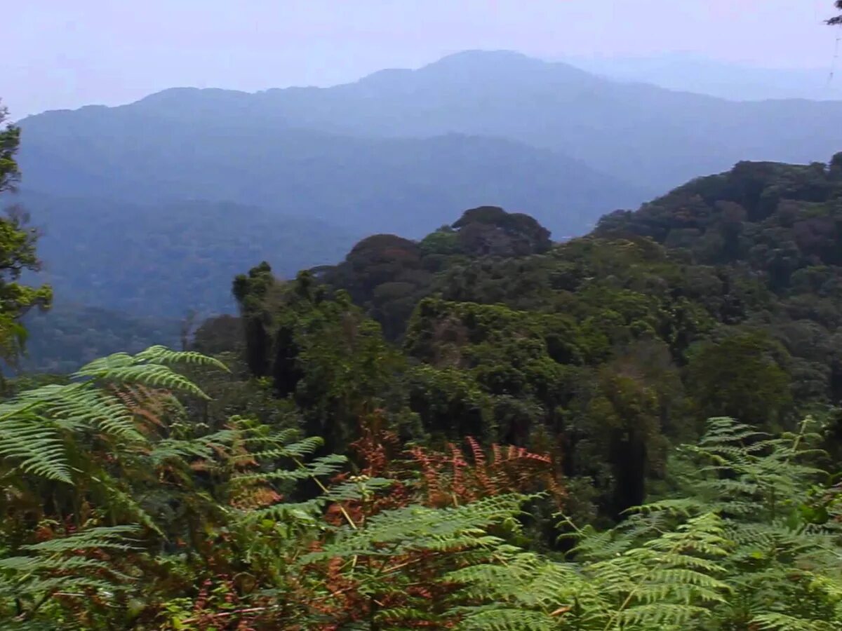Люди живущие в экваториальном климате имеют уплощенный. Национальный парк Ньюнгве. Nyungwe Forest Руанда. Руанда национальный парк. Тропические леса центральной Африки.