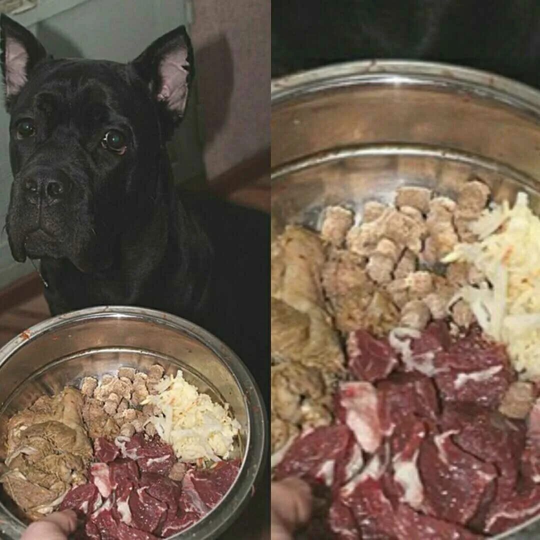 Какую еду можно собакам