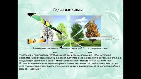 Сезонные ритмы в жизни растений