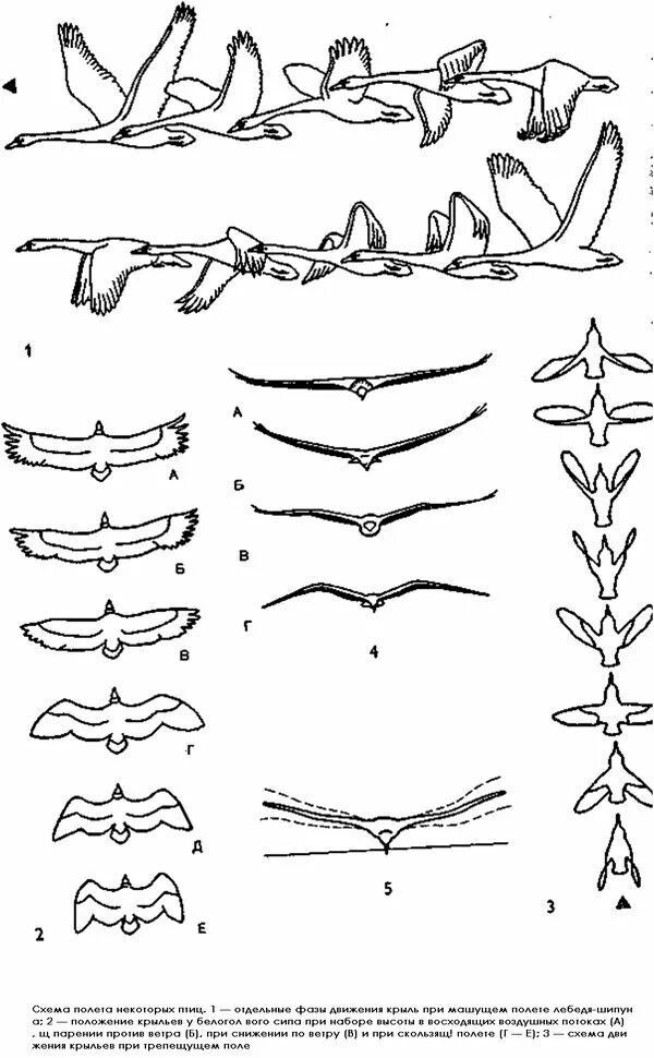 Фазы полета птицы. Раскадровка полета птицы. Птица летит фазы движения. Полет птицы схема. Методы полет птицы