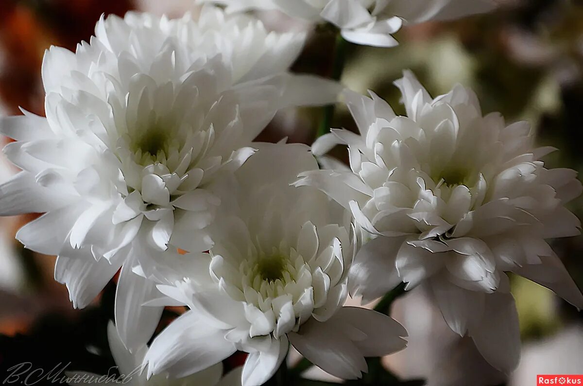 Белая хризантема на языке цветов. Хризантема фабьен. Белая хризантема на языке цветов. Белые хризантемы 4k. Хризантемы белые пушистые.