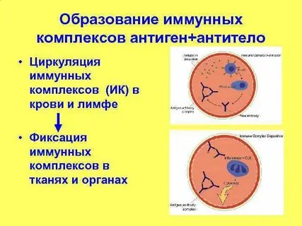 Иммунный комплекс