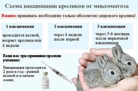 Прививки крольчихам