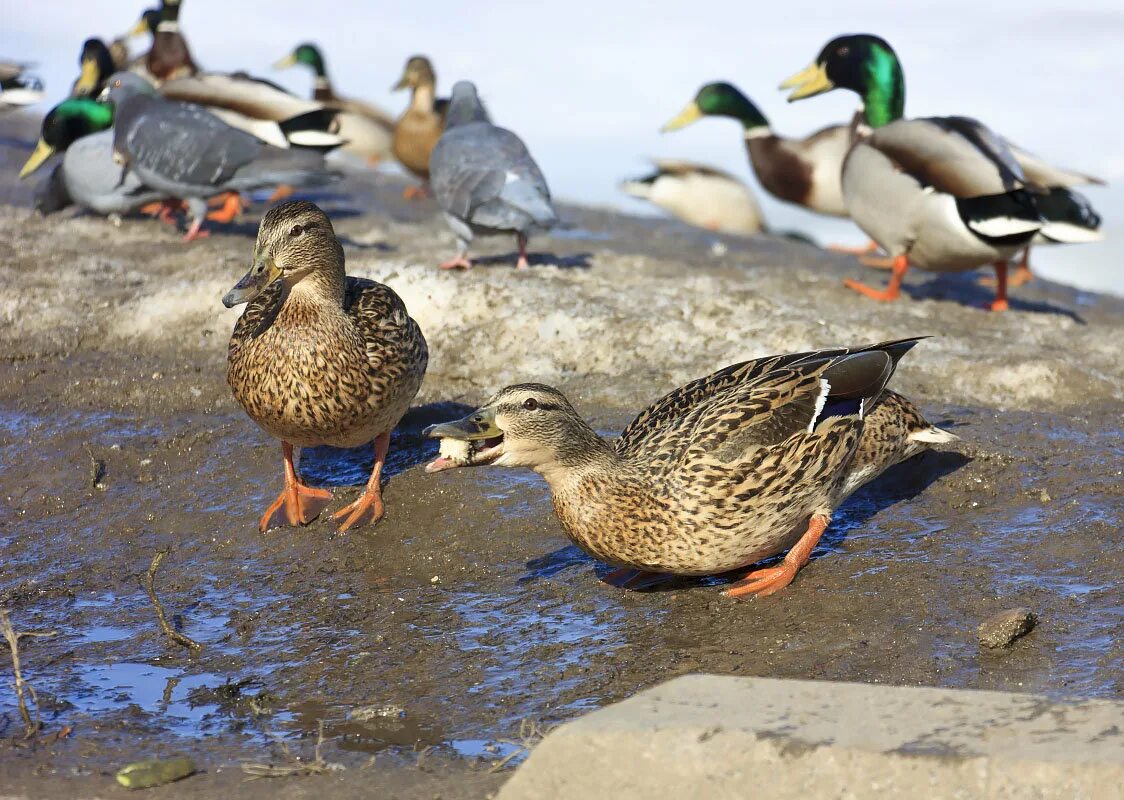 кормить уток хлебом. можно ли уткам геркулес. чем нельзя кормить уток. чем можно кормить диких уток. чем кормить уток.