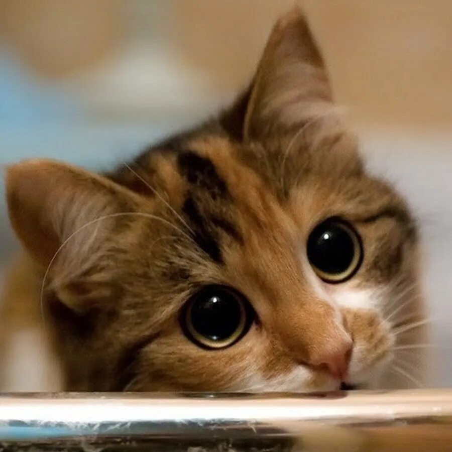 Жил на свете котенок. Милые глазки. Котенок с грустными глазами. Скучающий котик. Котик с милыми глазками.