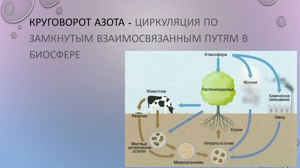 Выделение азота в атмосферу. Круговорот азота (по ф.рамаду, 1981). круговорот азота схема 11 класс. микроорганизмы в круговороте азота. денитрификация круговорот азота.