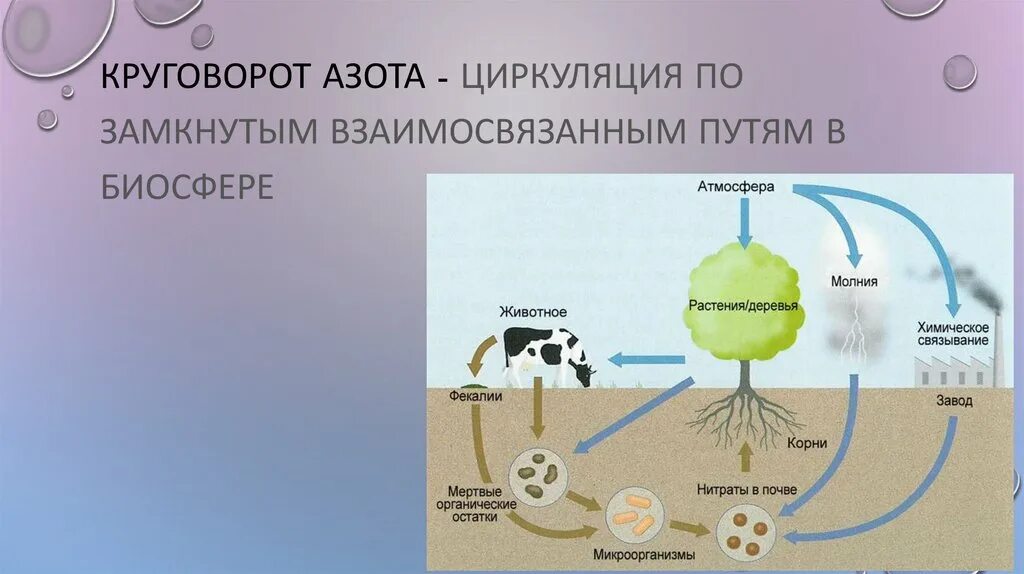 Круговорот азота (по ф.Рамаду, 1981). Круговорот азота схема 11 класс. Микроорганизмы в круговороте азота. Денитрификация круговорот азота.