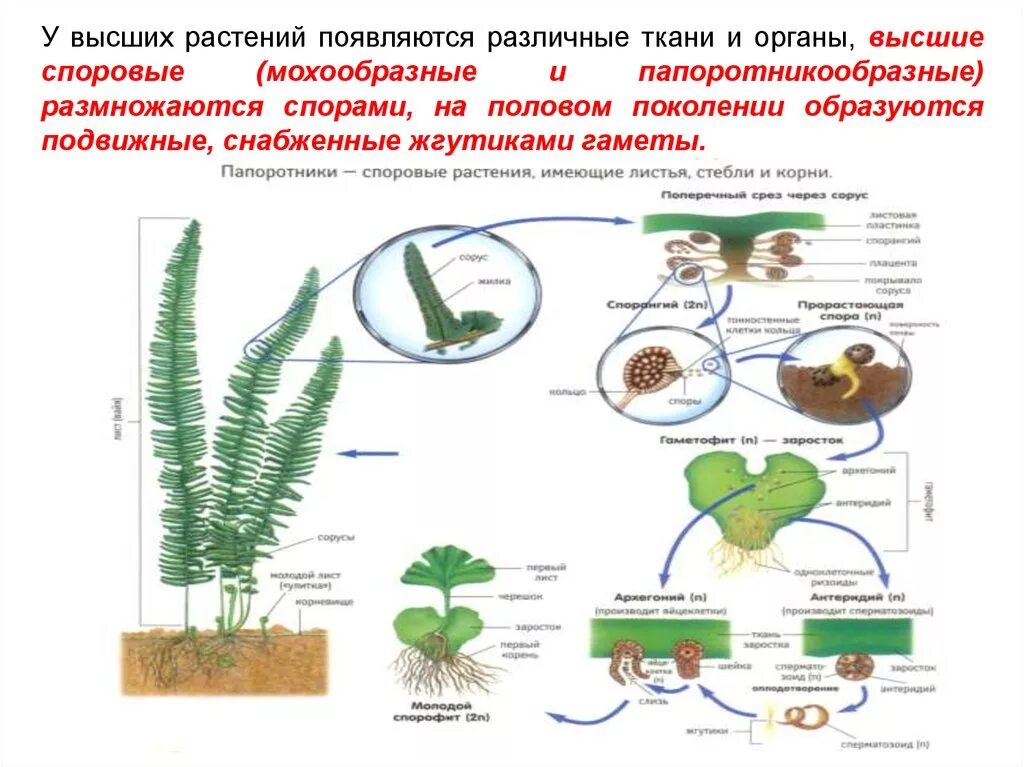 Высшие споровые растения органы. Органы размножения споровых растений. Органы размножения высших споровых растений. Высшие споровые растения и их жизненный цикл. Суждения о тканях высших растений