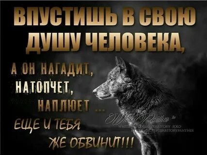 Волки мудрые слова