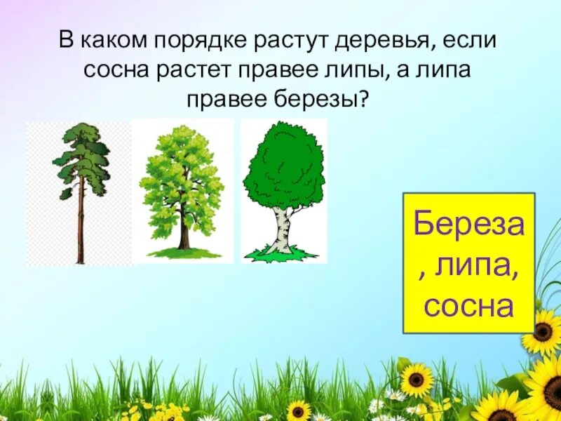 Недалеко росло дерево от дома было. Липа и береза. Сосна и липа деревья. Дерево проснулось. Сосна на которой растет береза.