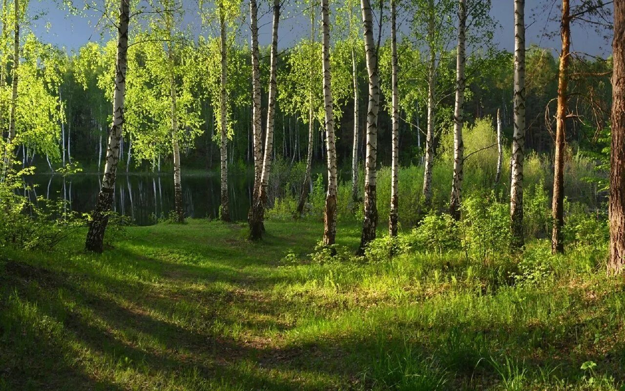 Тополиная роща минусинск. Поляна в березовой роще. Березовая роща опушка. На опушке рощи. Березовая роща калужская область.