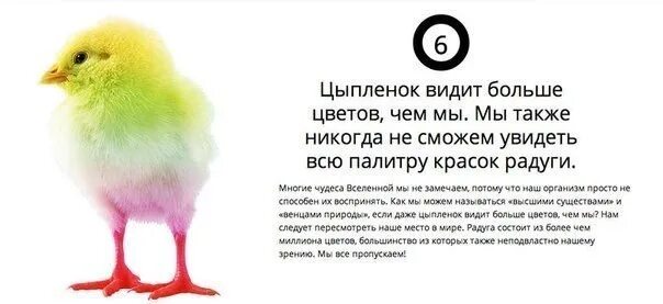 Снятся цыплята во сне к чему женщине. Как видят цыплята. цитаты про цыплят. как наш мир видят цыплята.