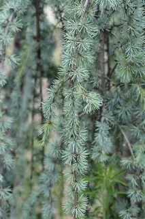 Atlas cedar