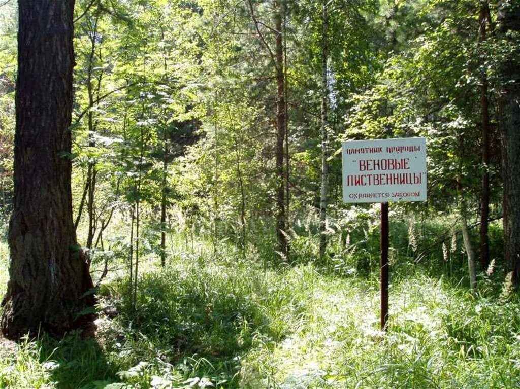 Земли природного парка. Земли особоохраняймых территорий и объектов. Охраняемые территории природы. Охраняемые природные территории заказники. Земли особо охраняемых природных территорий.