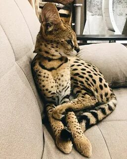 Больших кошек животные