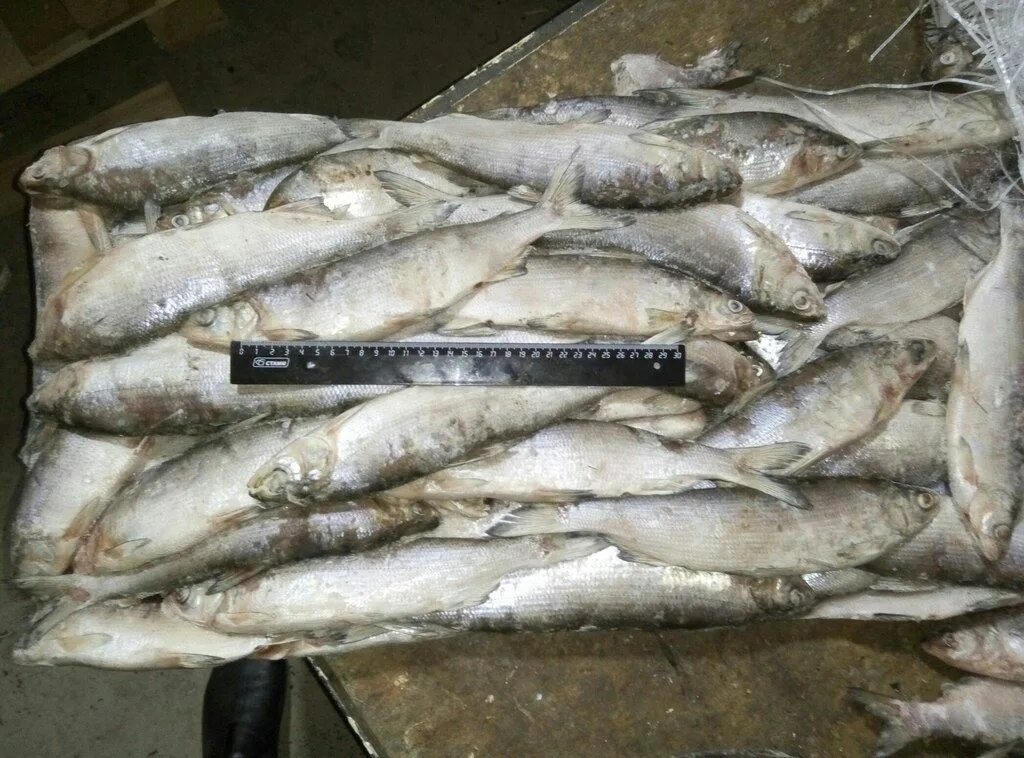 Купить рыбу в иркутске. Северная рыба Иркутск. Северная рыба в Дудинке. Налим на 1 кг. Стейк налима.