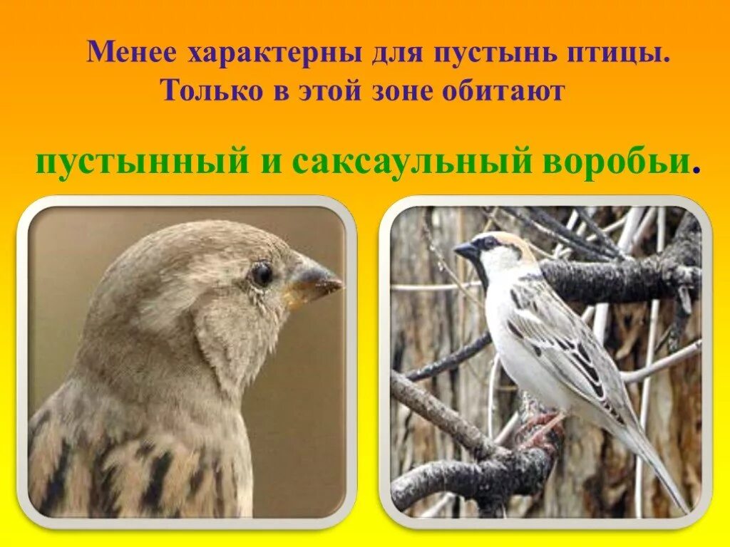 Укажите птиц обитающих в пустыне. Птицы в зоне пустыни. птицы зоны пустынь в россии. птицы в пустыне россии. менее характерны для пустынь птицы.