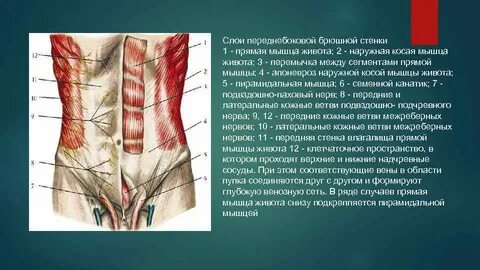 Послойное строение передней брюшной стенки