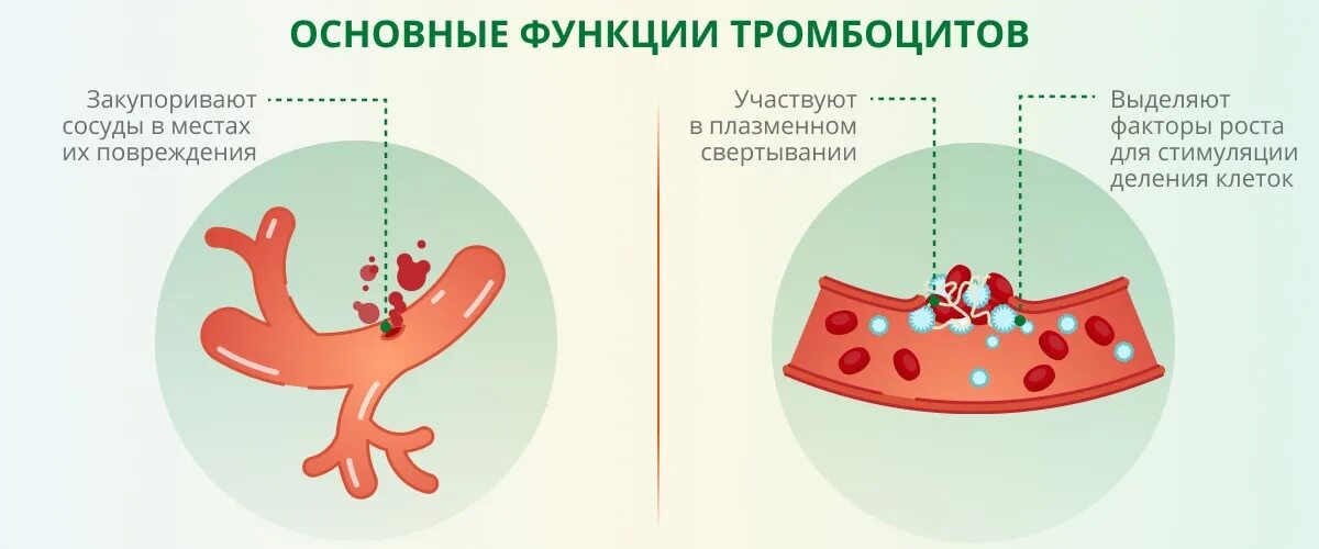 Тромбоциты после месячных. Факторы роста тромбоцитов. тромбоциты строение и функции. функции тромбоцитов человека.