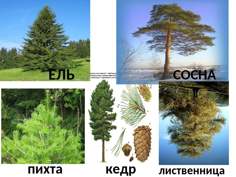 Ель хвойное дуб