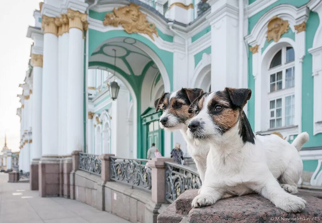 Концерт щенков в питере. В казани на птичьем рынке какие продают щенки лабрадор. Щенки концерт. Концерт щенков в питере. Crystall hall вместимость концертного зала.