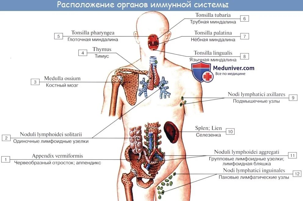 К органам кроветворения относят. Органы кроветворения и иммунной системы анатомия. анатомия кроветворной системы человека. система органов кроветворения человека. органы кроветворения и иммунной системы схема.