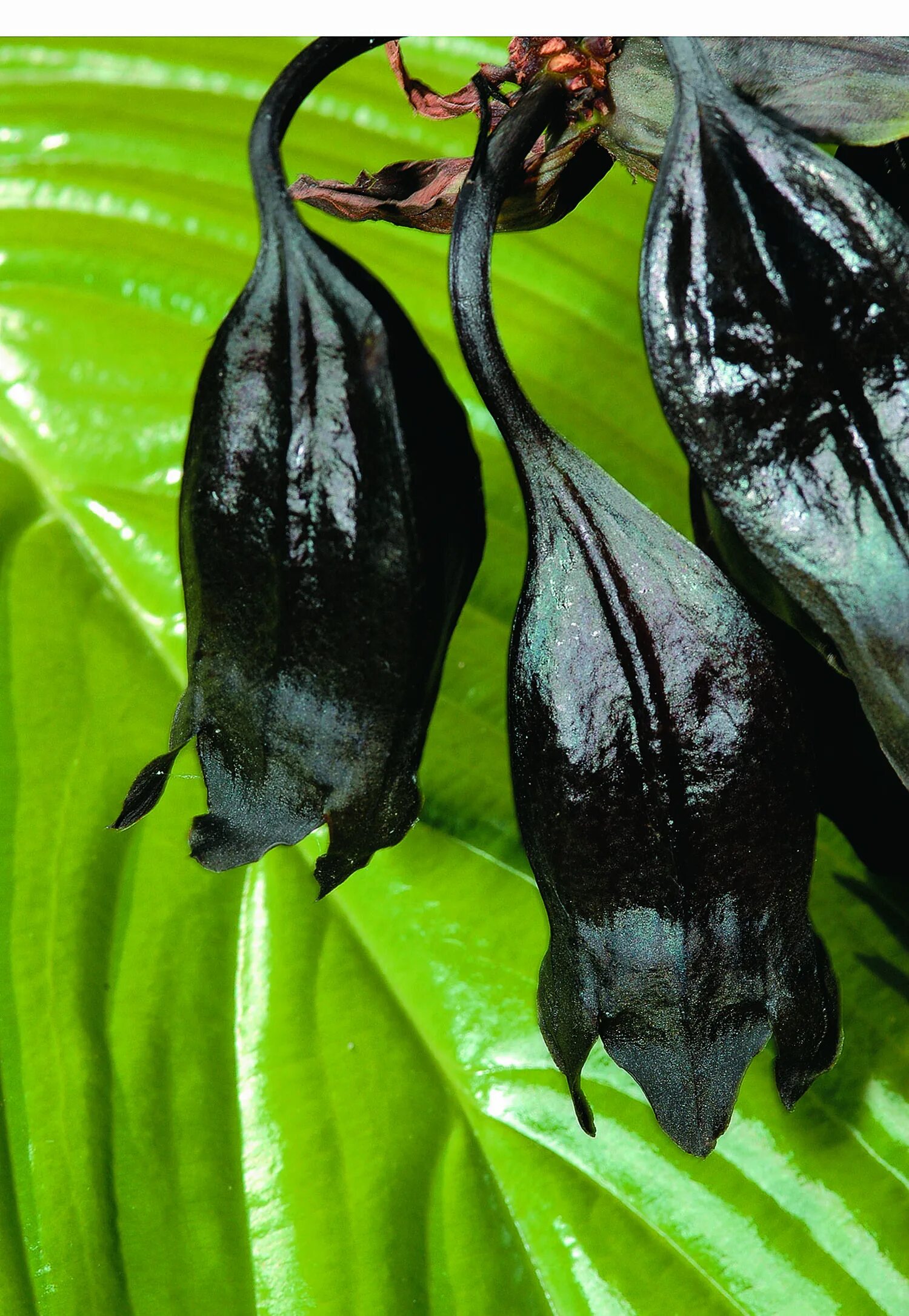 Китайский мышецвет. Китайский мышецвет / Chinese Black Batflowers. Такка Шантрье — китайский мышецвет. Такка Шантрье (Black bat Flower).