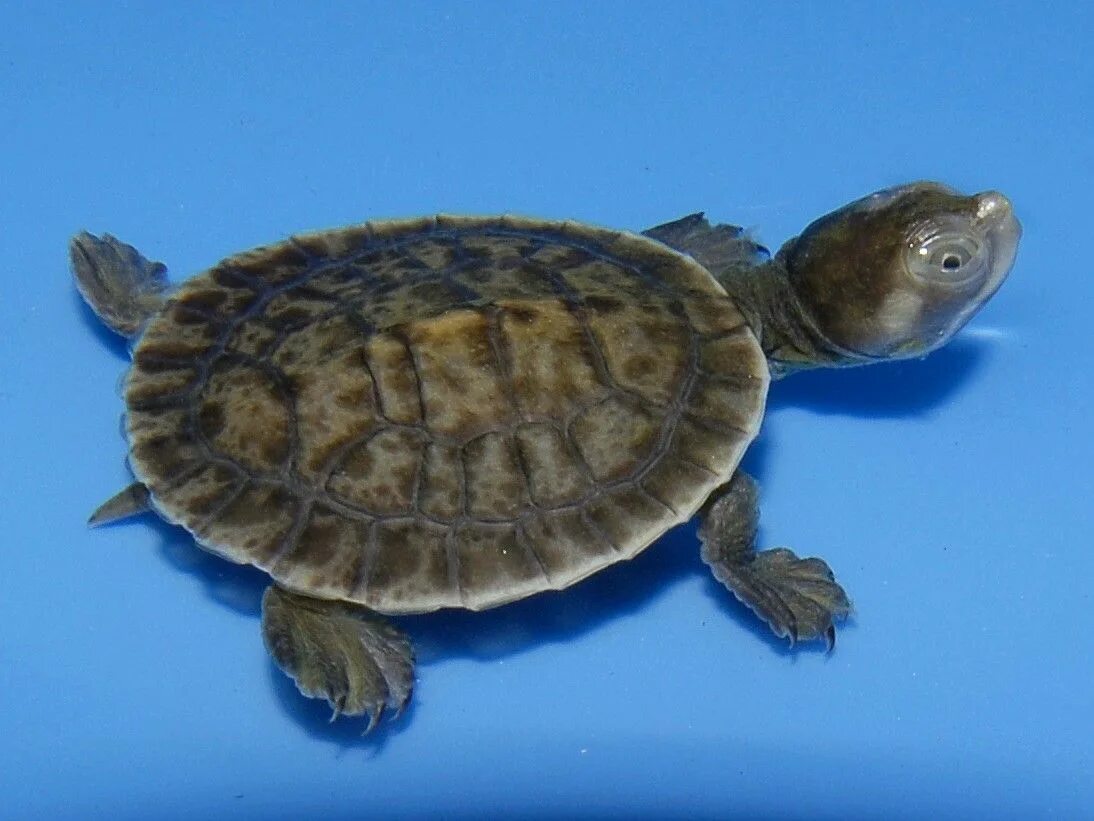 Turtle turtle fruit
