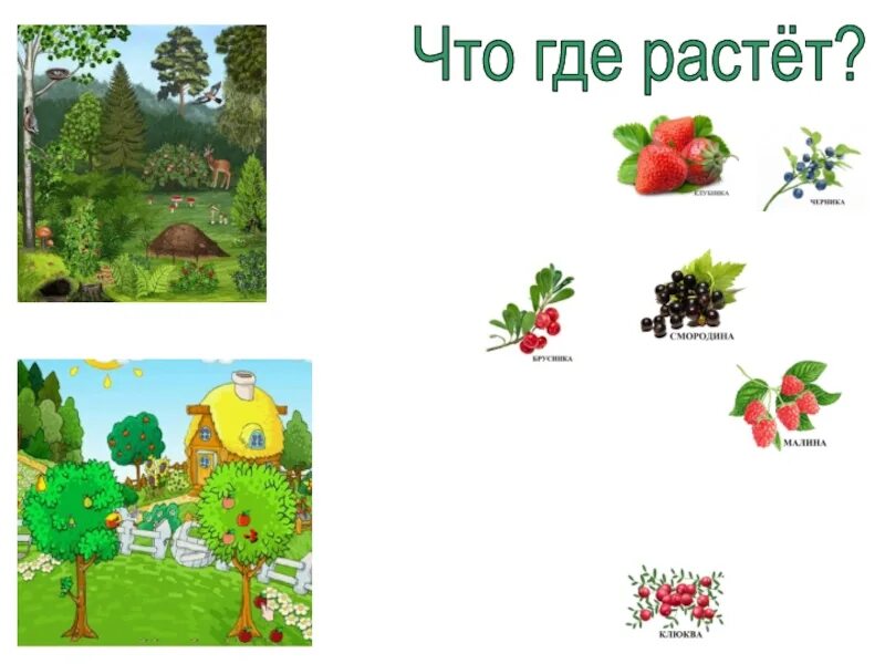 Тема где растут