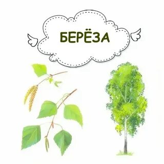 Про березу для дошкольников