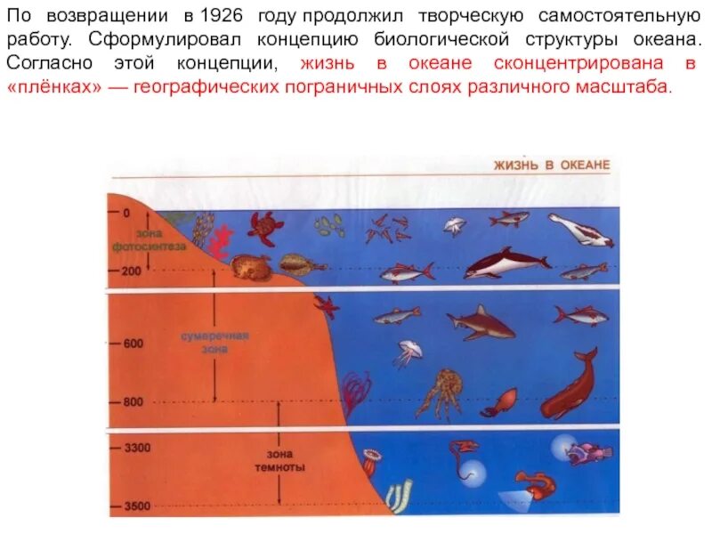 Схема жизнь в океане. Концепция биологической структуры океана. Концепция биологической структуры океана Вернадского. Понятие биологической структуры мирового океана.. Пространственная структура океана.