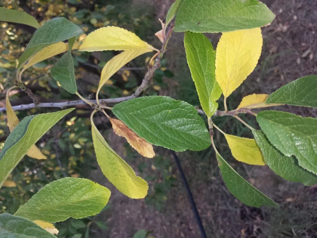 Листья плодовых