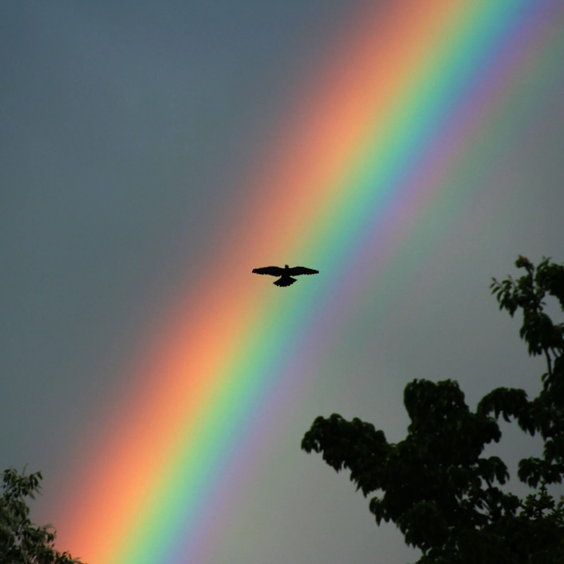 Rainbow 3 animals. Радуга. Радуга настоящая. Радуга в небе. Красивая Радуга.