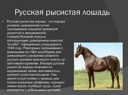 Характеристика породы лошадей