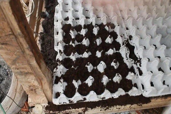 Посадка моркови весной в открытый. Морковь в яичных лотках. Посев моркови в яичные лотки. Посадка моркови в яичные ячейки. Морковь в яичных лотках.