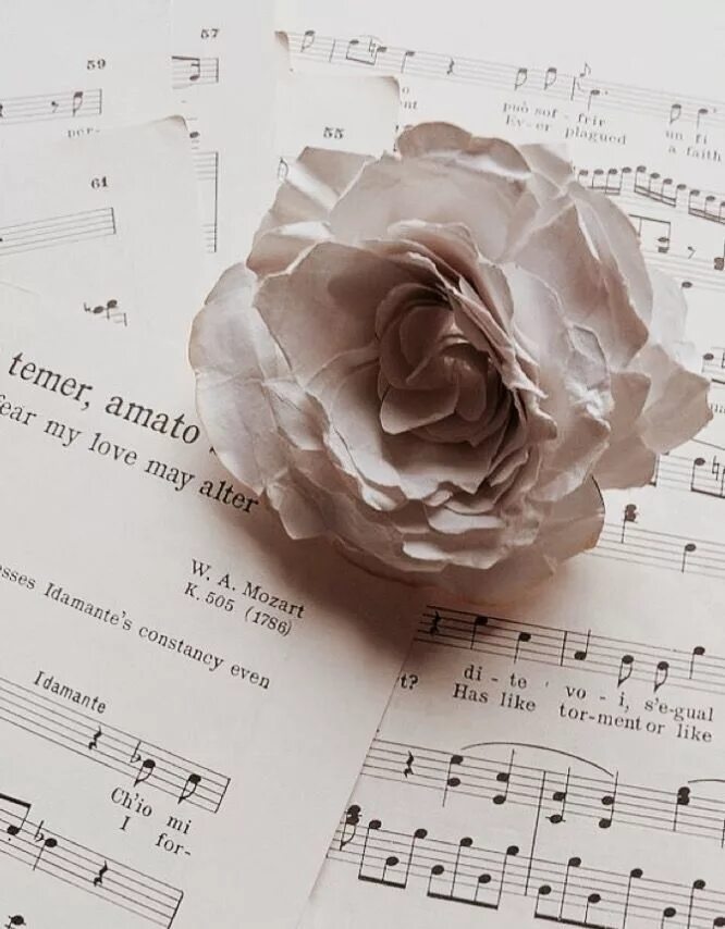 Цвета очень песня. Шикарные цветы. Белые цветы. Цвета очень песня. Музыкальный фон.