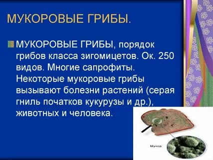 Инфекции вызываемые грибами