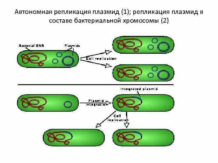 Форма днк бактерий. Автономная репликация плазмид это. Механизмы репликации плазмид. Репликация ДНК плазмиды. Репликация плазмид бактерий.